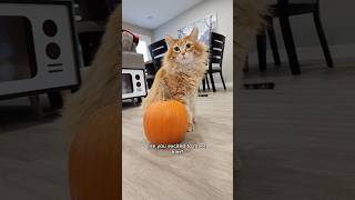 He says no now, but they will be BFFs 😅 #cat #cutecat #cute #halloween #animals #pets #catvideos