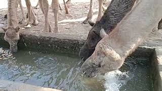 The beautiful🐪 camel 🐪is ai for water in the river