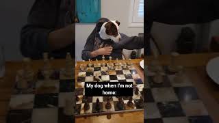 You Won't Believe What My Dog Does When I'm Away for Just 1 Hour!