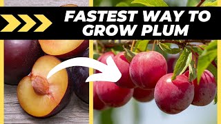 How to Grow Plum From Seed Easily With These Genius Tricks