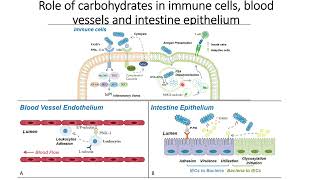 Role of Carbohydrates in Immune cells, Blood vessels, and Intestine endothelium #Code: 532