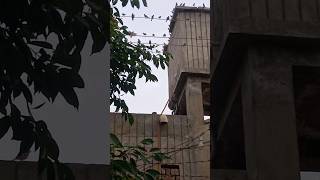 sparrows at my home | beautiful evening | birds | #shorts #viral #birds