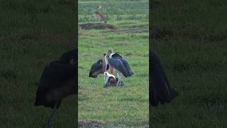 Food thieves. #isitreal #animals #attack #lion #eagle #shorts