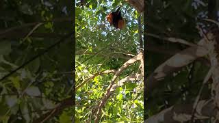 # Greater Coucal #  शुभ दर्शन ❤️😍❤️😍