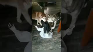 🐱 Funny cat videos | cute cats | Try not to laugh | Cat videos Compilation #shorts  🐈