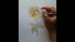 How to paint a rose with watercolour//yellow  colour  rose watercolour  painting