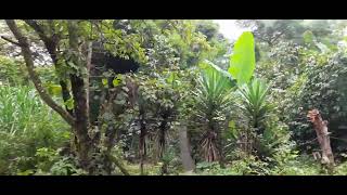 Bosque de Jutiapa,Guatemala