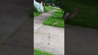 #Shorts. #WildAnimals. #Rabbit. Rabbit hopping through the Neighborhood. June 3, 2024