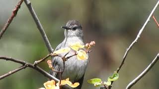 Gray Catbird