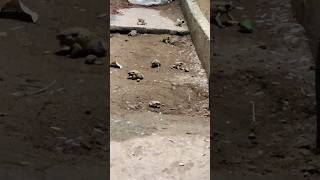 8 frogs eat 1million termites #frogs #eat #1million #termites #shortsfeed #shortsvideo #shorts