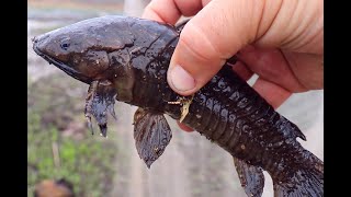 Armored Catfish - Florida Invasive Species