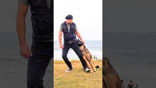 "Cola" com o Togo, na praia do Tabuleiro em Barra Velha 🤩 #dog #pets #toguito