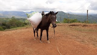 Transportando carga a Caballo 🐴🐎| Lemo Ngäbere