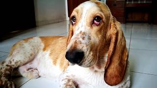 Nevin The Basset Hound after taking a bath