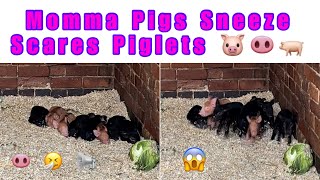 Sneezing Mummy Pig scares 1 day old Piglets