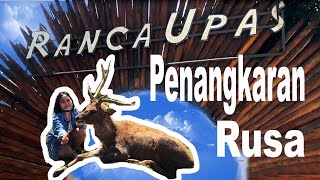 Penangkaran Rusa: Memberi Makan Rusa Di Ranca Upas Bandung: