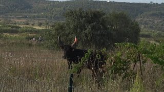 LANGLADE BANDIDO PARCOURS OUVERT 18.08.23🌞