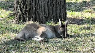 Cute Joey Kangaroo relaxing in the grass