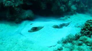 Southern Stingray