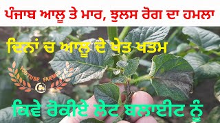 Potato late blight in punjab || ਪੰਜਾਬ ਆਲੂ ਤੇ ਝੁਲਸ ਰੋਗ ਦਾ ਹਮਲਾ । allu ka jhulsa rog