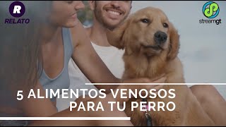 5 alimentos venenosos para tu perro