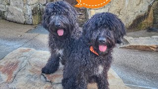 Ozzy and Tiny 8 Month Old German Doodles | Best Trained Dogs of OR | Portland Offleash K9 Training