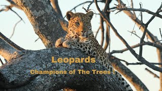 Leopards, Champions of The Trees