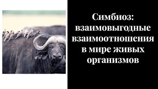 19 Симбиоз взаимовыгодные взаимоотношения в мире живых организмов