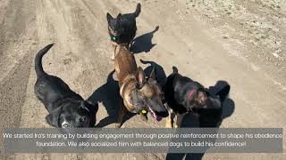 Iro the German Shepherd's Boise Board and Train | Idaho Dog Training