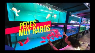 ACUARIO EN MALASIA BAJO TIERRA😱🐟🐠🐡