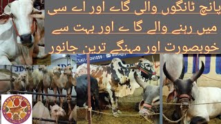 bakra eid vlog | beautiful animals for qurbani on eid ul adha in karachi