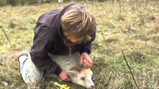 How to treat Icelandic sheep for parasites