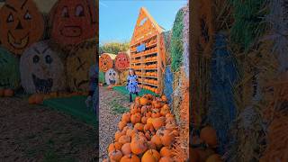 Mead open farm Pumpkin patch kids fun #fun #halloween #kidsvideo