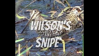 The Wilson's Snipe