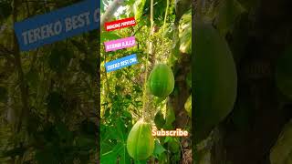 Hanging Papaya #fruit #funny #nature #green #comedy #savenature #growgreen