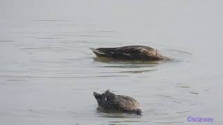 bird.240402401p09wl-anas crecca 綠翅鴨 (eurasian teal)-A001C02