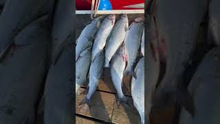 Coho Haul! #shorts #salmonfishing #alaska #juneau