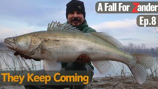 GIANT ZANDER at Sunset - A Fall Fishing For ZANDER Ep.8