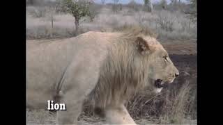 Animals and birds of Kruger National Park, South Africa