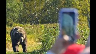 On October 3rd, 2024, Grizzly Killed While Attacking Wyoming Elk Hunters