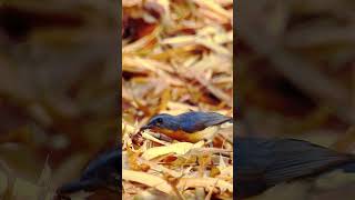 Magical moment captured: Tickell's blue flycatcher #birdwatching #wildlife #bird #photografyskills