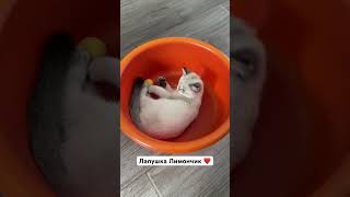 #лимончик #котейкамоя #кицюня #кот #лимон #котофейка #socute #cute #красавчик #baby