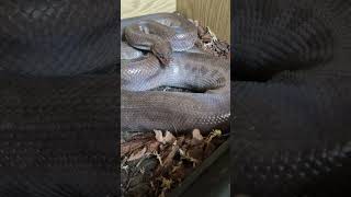 Rainbow Boa In Blue