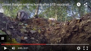 Dorset Badger returns home after bTB vaccination