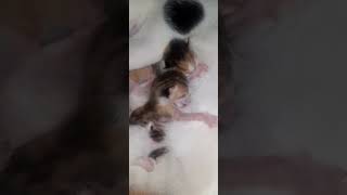 my cat given birth 5 kittens