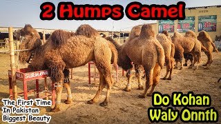 2 Humps Camel | دو کوھان والا اونٹ | Pakistan May Phli Bar Do Kohan Waly Onnth | For Bakra Eid 2019