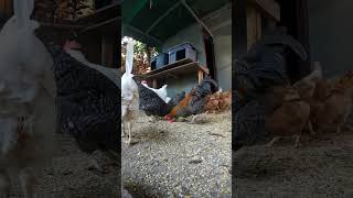 Backyard Chickens Fun 5 #chicken #hen #chickenhouse #backyardchickens #rooster #farmlife #henhouse