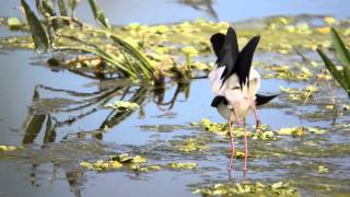 Mating Stilts