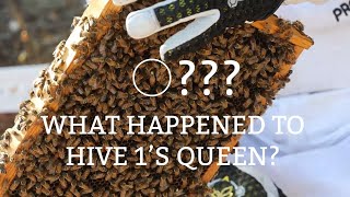 What Happened to Hive 1's Queen?