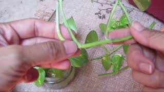 Golden pothos - how to grow